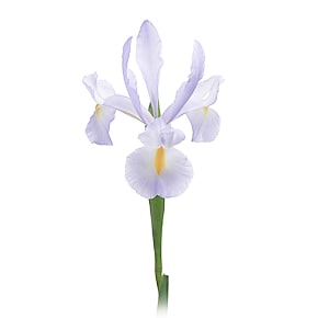 Букет Кришталевий Ірис